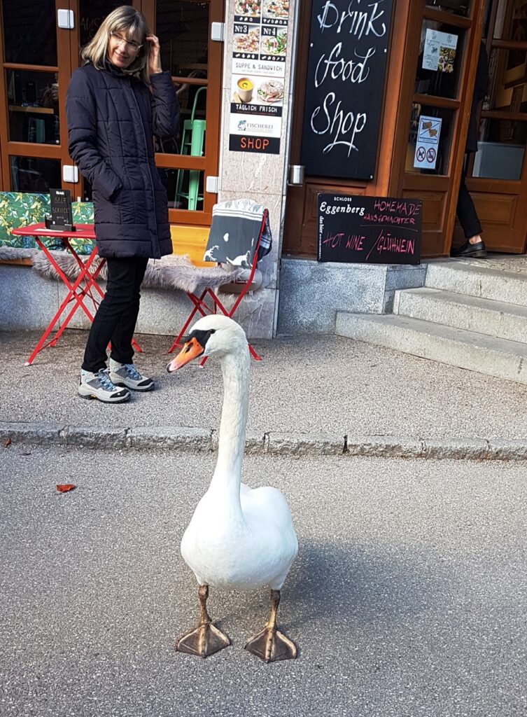 Hallstat Duck